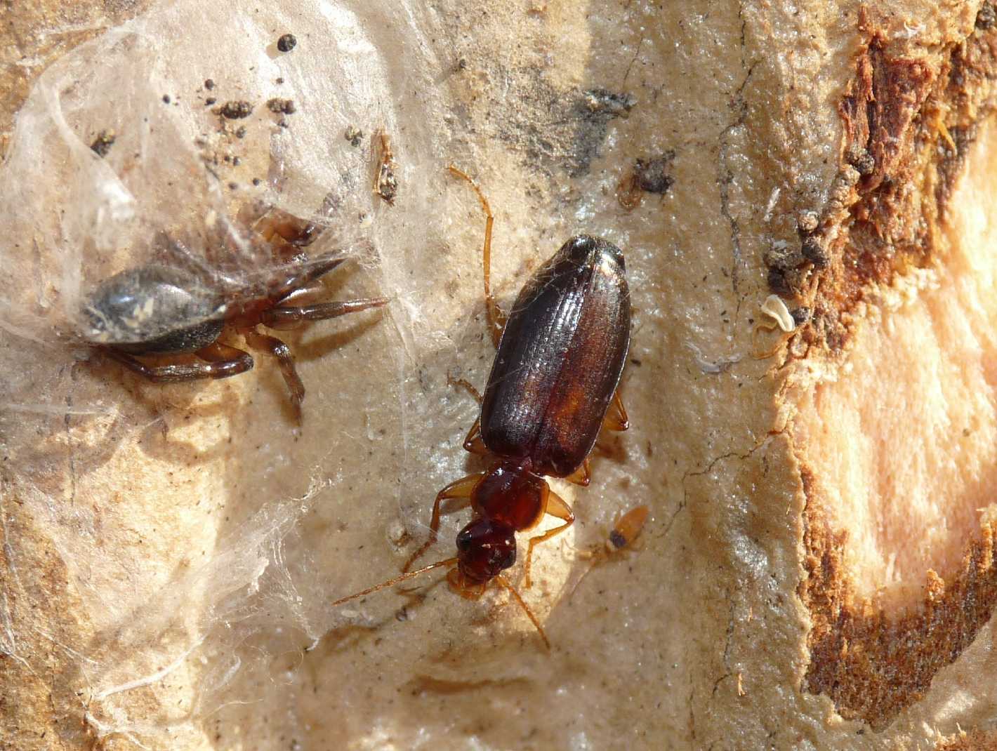 Piccolo carabide: Dromius meridionalis